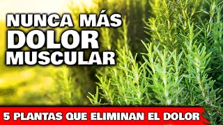 5 PLANTAS para ELIMINAR DOLORES MUSCULARES LUMBAR y ARTICULACIONES  Cómo usar y cultivar en Jardín [upl. by Remmer]