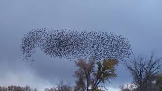 A murmuration of starlings at Rocky Mountain Arsenal National Wildlife Refuge November 2024 [upl. by Nylkcaj]