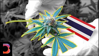 High Stakes For Thailands Cannabis Farmers [upl. by Shane]