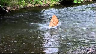 Tehya Swimming In Alaska [upl. by Nawad]