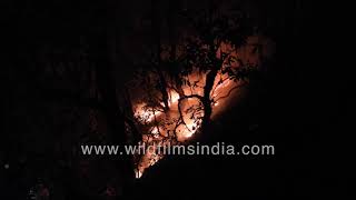 Forest fires strike at night in Uttarakhand  carelessly tossed cigarette and thousand acres gone [upl. by Irianat]