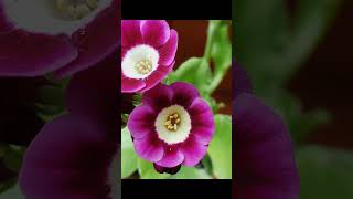 Primroses and Primula Auricula  My Avalon Garden [upl. by Nodyarb305]