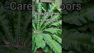 How to Care For Birds Nest Fern  purifying indoorplants plant ferns [upl. by Eiser]