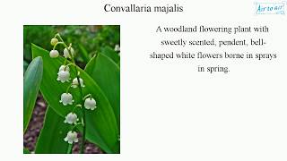 Convallaria majalis English  Medical terminology for medical students [upl. by Deina359]