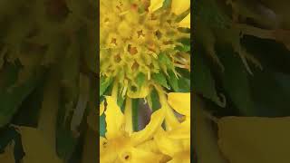 naturegardengaillardiablanketflowerlowmaintenancenofertilizerpollinators [upl. by Nnor]