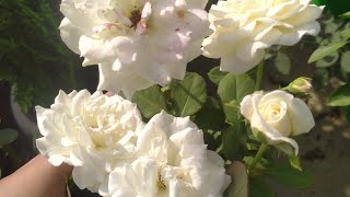 white rose 🤍🤍 bloom in my garden [upl. by Alvord]