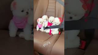 Sevimli tatlış bebek kardeş köpekler tatile gidiyor 🐩🏖️ Renklensin  Reynmen dogs pomeranian [upl. by Stuckey925]