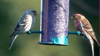 redpoll sp amp Lesser Redpoll 19 Feb 2013 [upl. by Guglielmo]