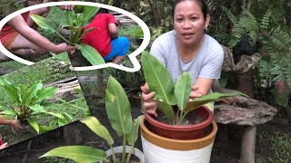 Propagating Philodendron Erubescens “ Green “ [upl. by Gnuy]