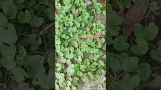 থানকুনি বা আদামণি বৈজ্ঞানিক নাম Centella asiatica [upl. by Ednarb]