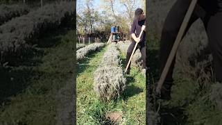 Transplanting lavender plants garden farming lavender plants [upl. by Siramed]