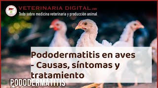 PODODERMATITIS en AVES  Causas síntomas y tratamiento [upl. by Moscow]