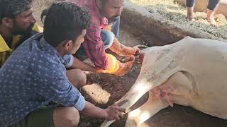 Difficulty in giving Birth in Cow  Dystocia  Obstetrical Operation cow gaushala veterinary [upl. by Vladamar]