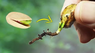 Grow Pistachio Tree From Grocery Pistachios  Pistachio Seed Germination  World Pistachio Day [upl. by Laet]