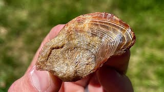 Turning Rough Agate into Polished Specimen Lapidary Gem Polishing [upl. by Selassie]