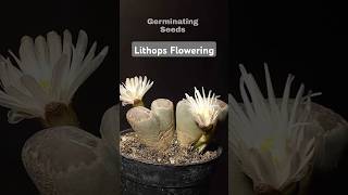 Lithops Flowering  Time Lapse Shorts [upl. by Chuu]