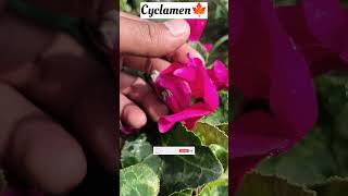 Cyclamen Flowers🍁cyclamenbestflowerswinterflowersbulbostrendingshortsgardeningtipsexoticplant [upl. by Good]