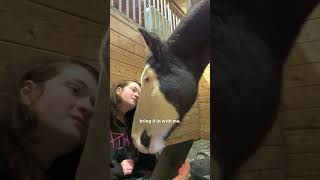 Horse Didnt Trust His Mom Until She Watched Movies With Him  The Dodo [upl. by Yancey]