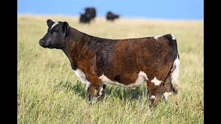 Reimann Pasture Sale 2024  Tag 52 [upl. by Annaohj]