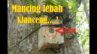 CARA MEMANCING Lebah Madu Klanceng kelulut tawon lanceng atau trigona [upl. by Ellevel]