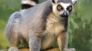 Ai Facts about the Ringtailed Lemur [upl. by Merril]