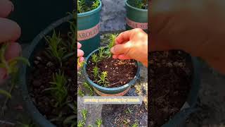 Pruning and planting portulaca flower it growing more beautiful shortvideo gardenflower plants [upl. by Amsirhc568]