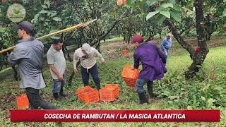 COSECHA DE RAMBUTAN  LICHAS LA MASICA ATLANTIDA PARTE 2 [upl. by Kenzie]