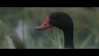 Klimaatalarm voor het waddengebied [upl. by Felty121]