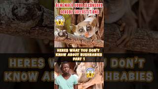 Heres what you dont know about bushbabies Part 1 bushbaby galago primaterescuecenter [upl. by Dorise]