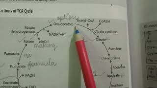 KREBS cycle  TCA cycle  biochemistry  by poonam [upl. by Jodi576]