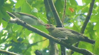 BIZARRE Cowbird fed by 2 host species Redeyed Vireo and Bluegray Gnatcatcher [upl. by Daffodil745]