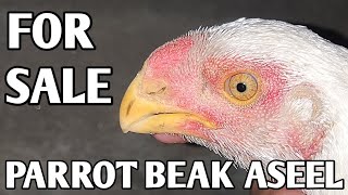 PARROT BEAK ASEEL FOR SALE IN AMRITSAR PUNJAB  7696616701 [upl. by Anamuj43]