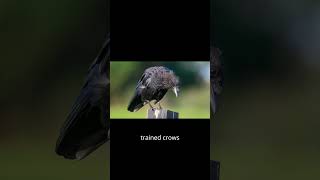 Crows understand recursive patterns [upl. by Dumas]