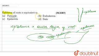 Epiblema of roots is equivalent to  11  ANATOMY OF FLOWERING PLANTS  BIOLOGY  ERRORLESS [upl. by Matteo]