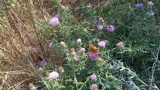 Butterfly on milk thistle [upl. by Ardeth]