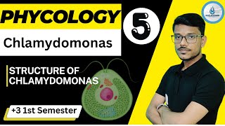 Phycology  Algae  3 1st Semister  DSC Paper  1  Chlamydomonas  Lecture  5 [upl. by Ecela44]