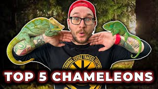 The BIGGEST Chameleon on Earth and 5 More Youve Never Heard Of [upl. by Rossie]