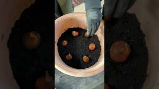 Planting Tulip Bulbs in a pot [upl. by Arriaet]