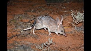 AWC brings Bilbies back to the Mallee [upl. by Nuahsed172]