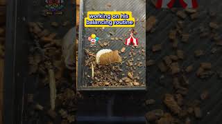 Isopod circus training caught on camera isopods circus mealworms [upl. by Standing]