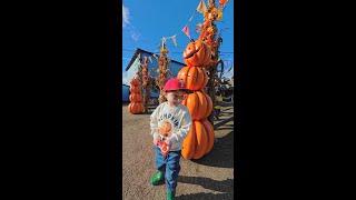 Pumpkin Picking at Willows Farm [upl. by Ephraim]