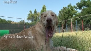 SOS VETERINARIO QUANDO UN CANE SOFFRE DI STRESS E DI ANSIA [upl. by Ojyma]