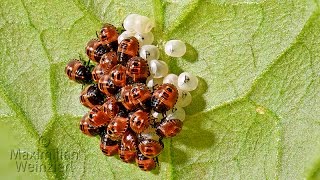 extreme macro from Halyomorpha halys stink bug eggs 1 mm find the focus [upl. by Rodmann]