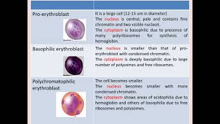 Histology Hematopoiesis [upl. by Eraste751]