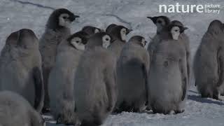 Emperor penguin Aptenodytes forsteri chick falling over Adelie Land Antarctica January [upl. by Deevan947]