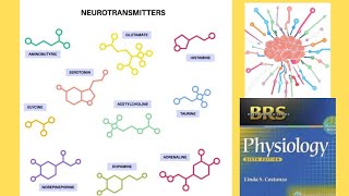 BRS Physiology  Neurotransmitters [upl. by Loftis194]