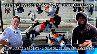 VISIT FARM PANDA amp TRICOLOR  TUI GOLDFISH FARM THAILAND [upl. by Ynffit]