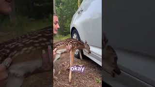 Girl finds baby deer stuck under her car [upl. by Ennayr707]