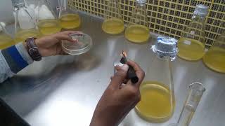 Trichoderma viride inoculation into Potato Dextrose Broth for Mass multiplication [upl. by Nyrhtakyram300]