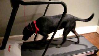 Treadmill Training for Carmen the Black Labrador Day 6 [upl. by Catherin]